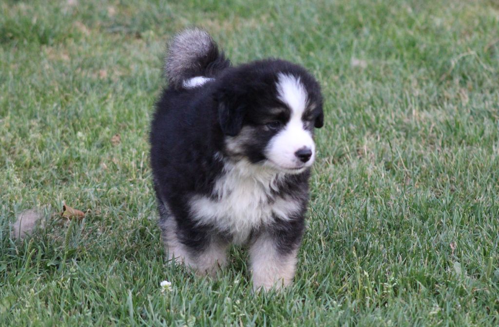 Of Manawan Island - Chiots disponibles - Berger Américain Miniature 