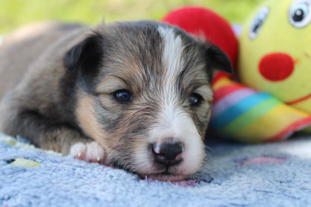 Of Manawan Island - Chiots disponibles - Shetland Sheepdog