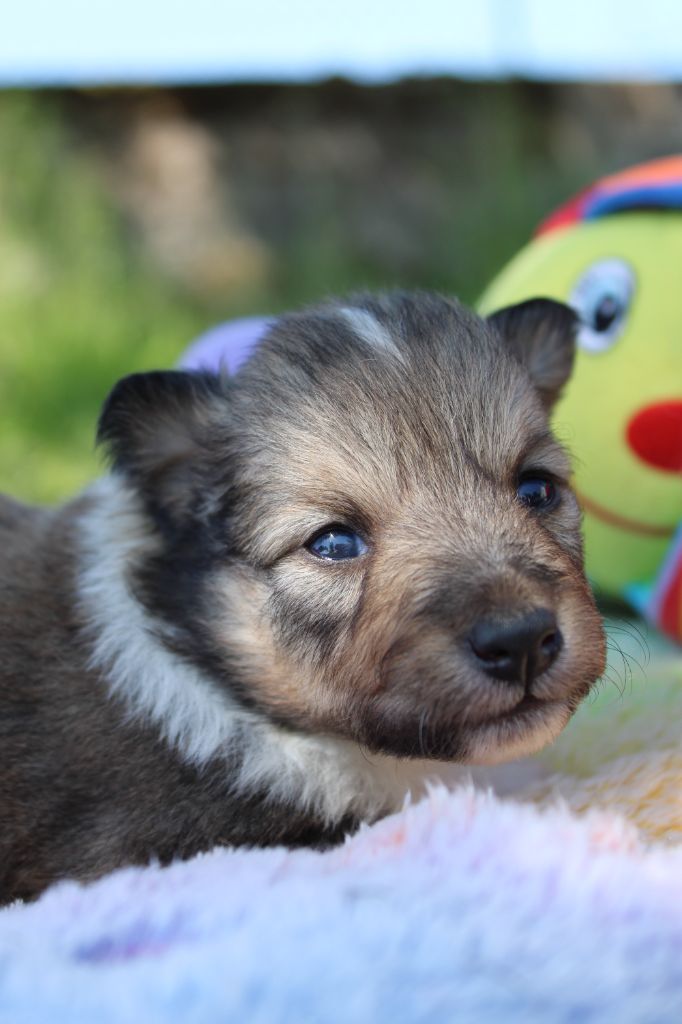 Of Manawan Island - Chiots disponibles - Shetland Sheepdog