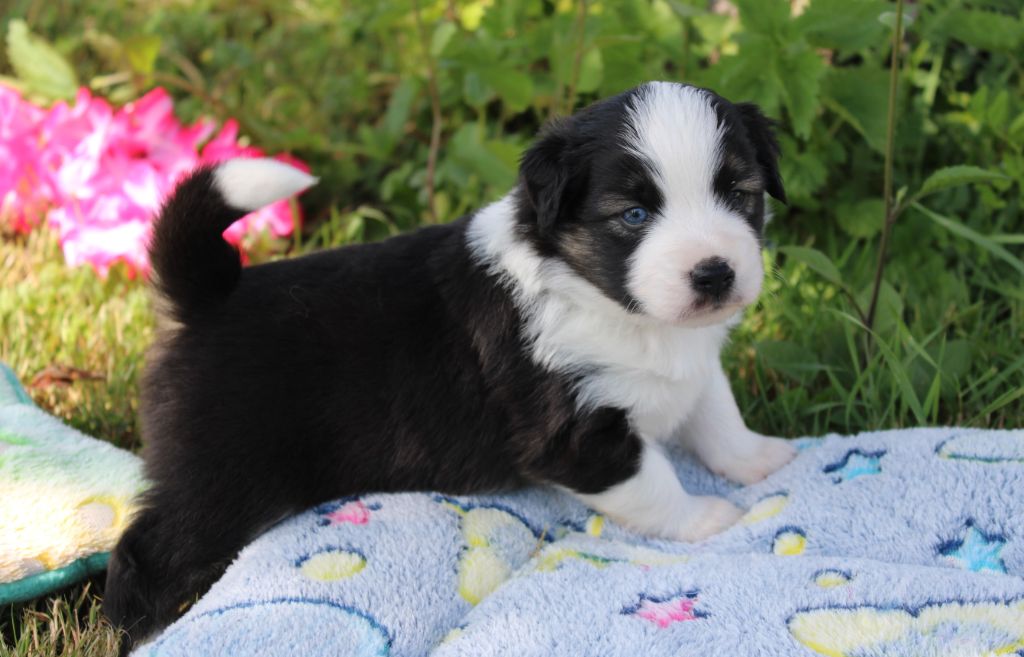 Of Manawan Island - Chiots disponibles - Berger Américain Miniature 