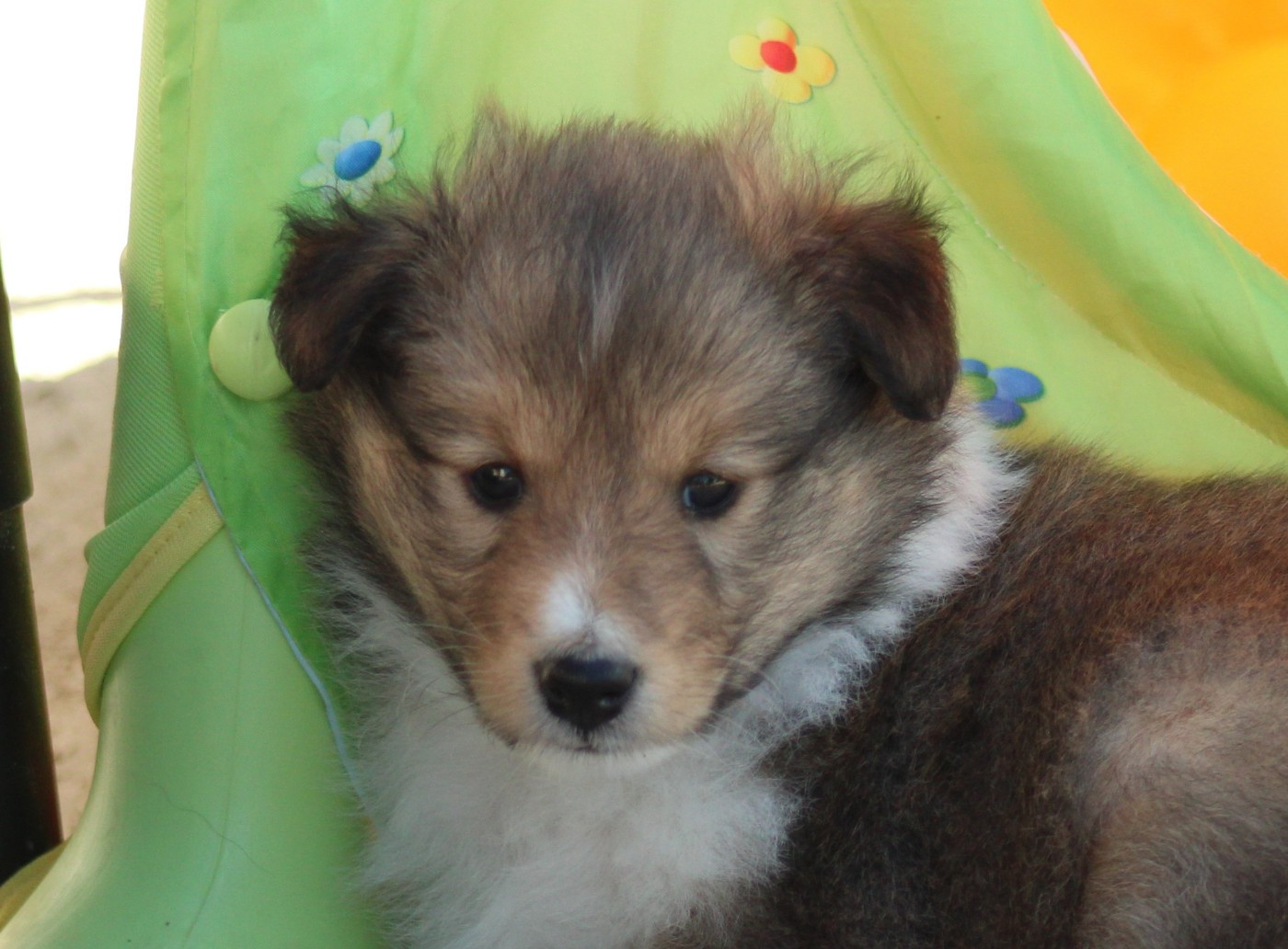 Of Manawan Island - Chiots disponibles - Shetland Sheepdog