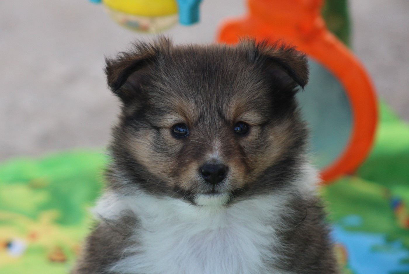 Of Manawan Island - Chiots disponibles - Shetland Sheepdog