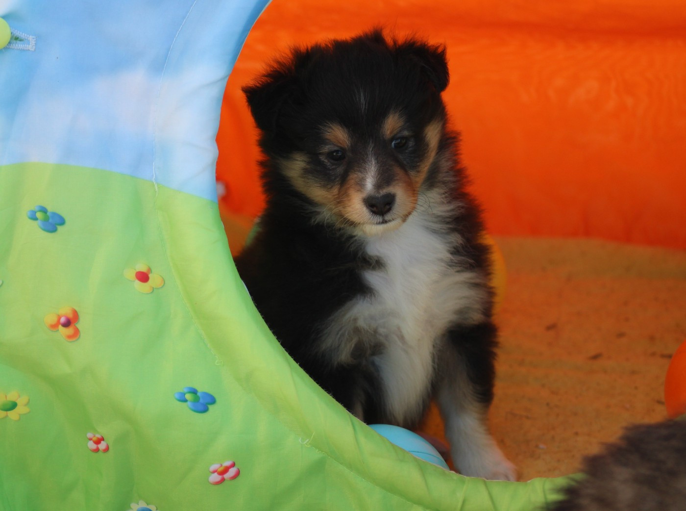 Of Manawan Island - Chiots disponibles - Shetland Sheepdog