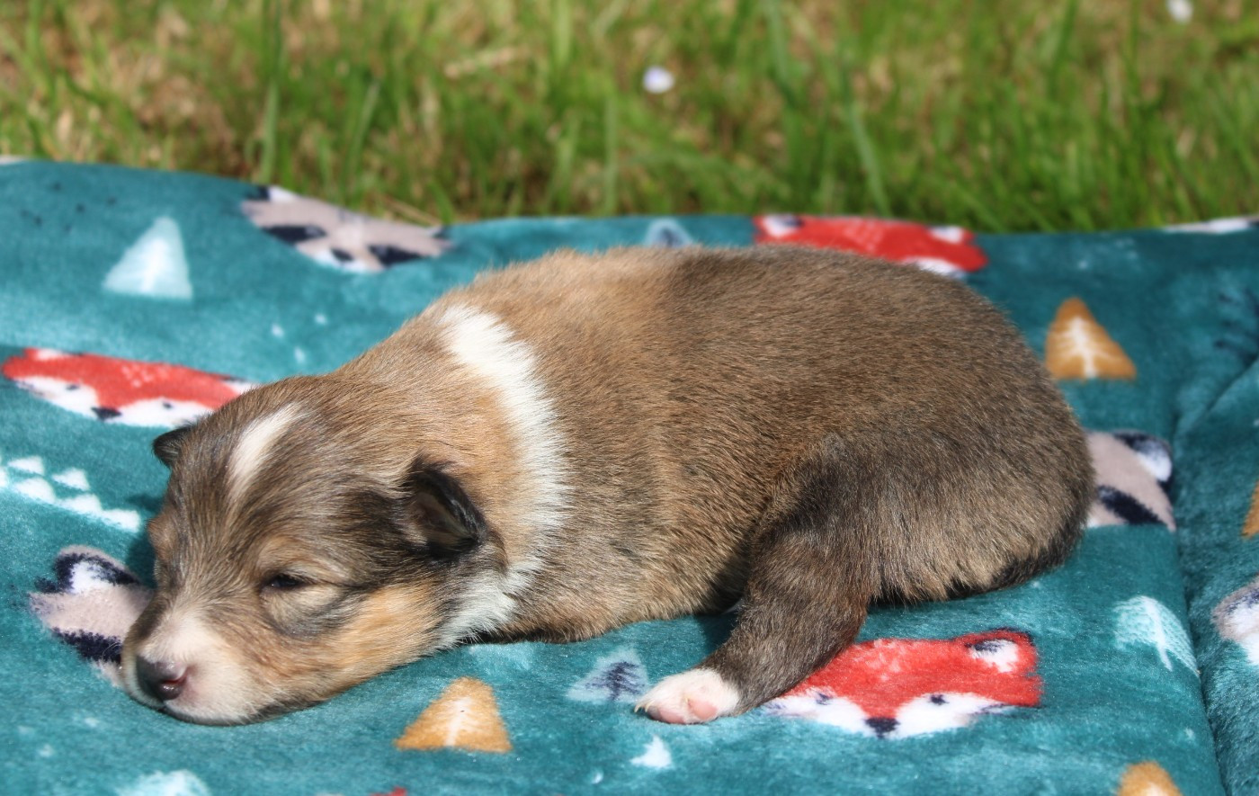 Of Manawan Island - Chiots disponibles - Shetland Sheepdog