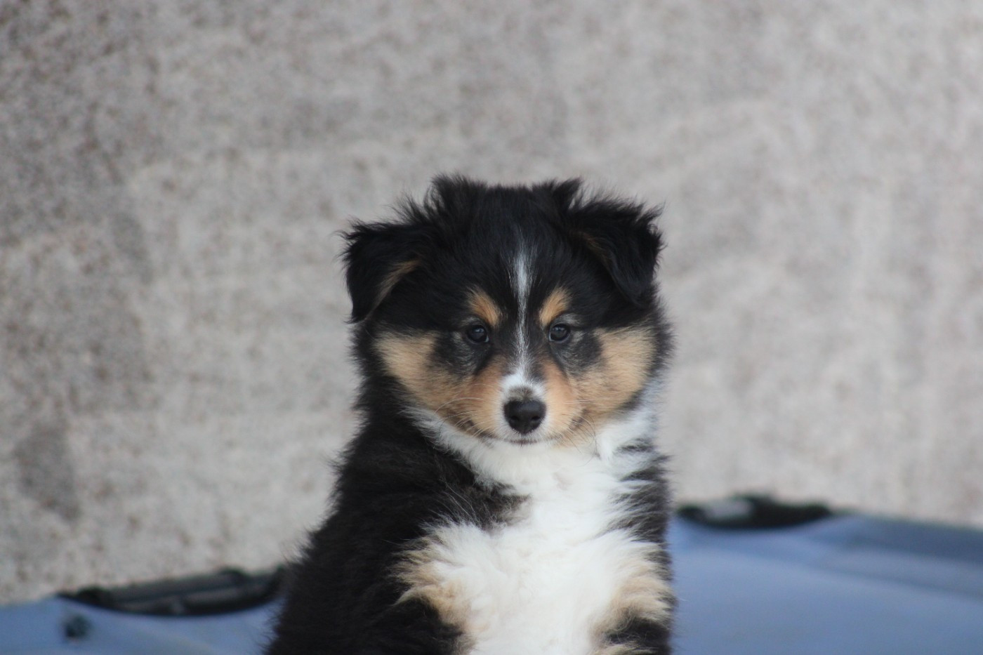 Of Manawan Island - Chiots disponibles - Shetland Sheepdog
