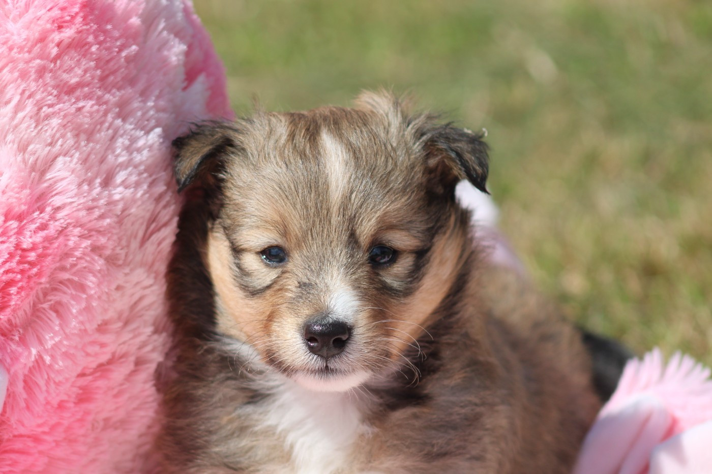 Of Manawan Island - Chiots disponibles - Shetland Sheepdog