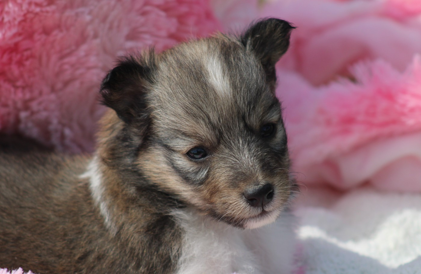 Of Manawan Island - Chiots disponibles - Shetland Sheepdog