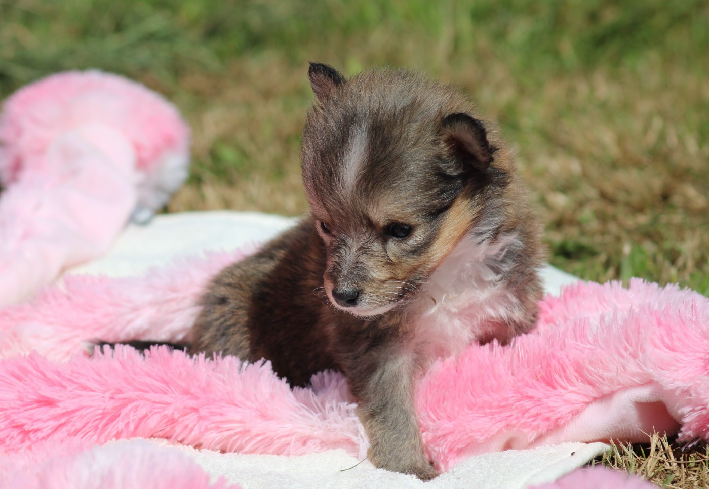 Of Manawan Island - Chiots disponibles - Shetland Sheepdog