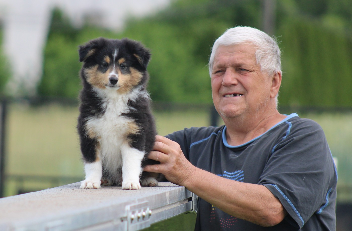 Of Manawan Island - Chiots disponibles - Shetland Sheepdog