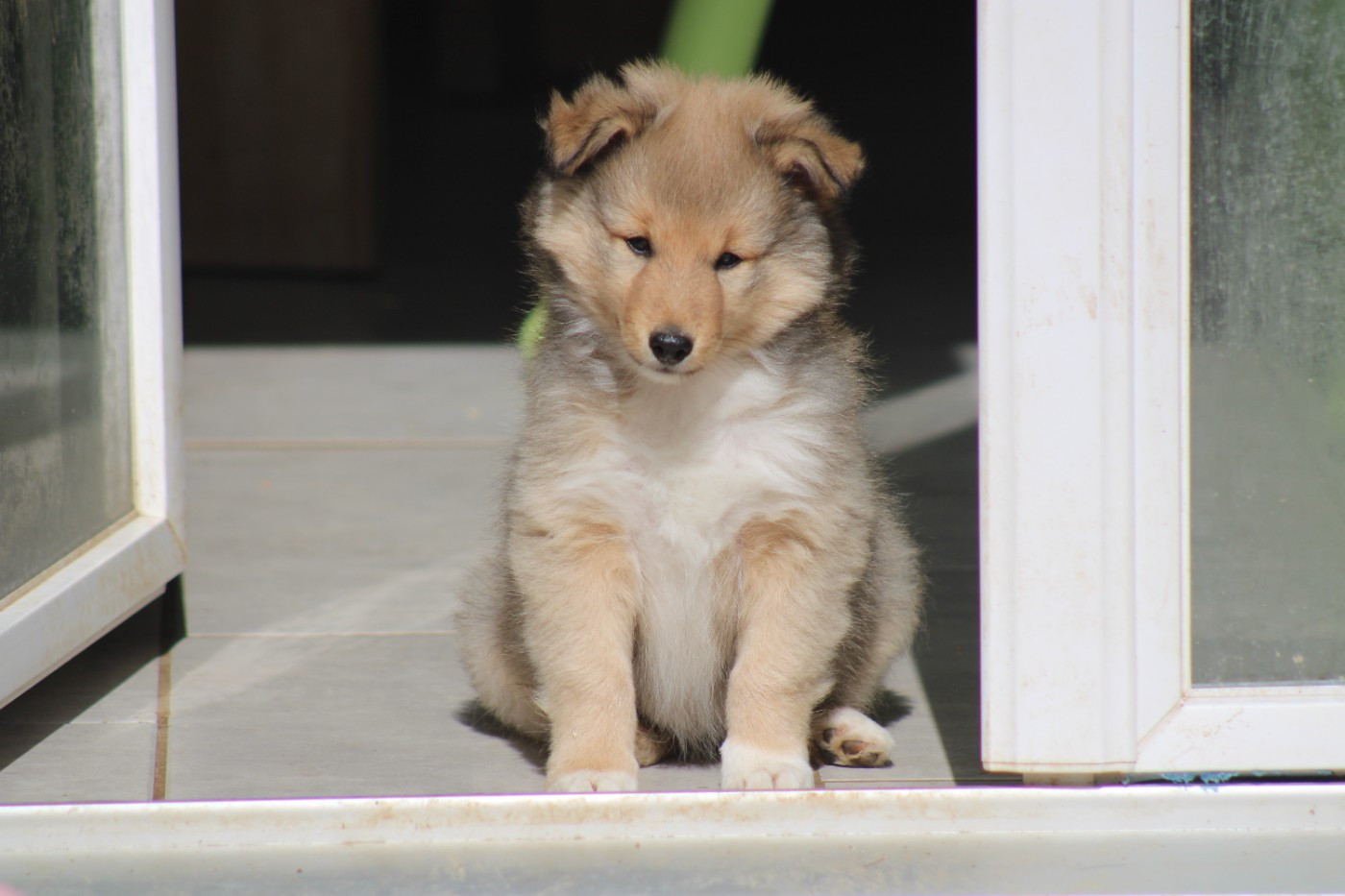 Of Manawan Island - Chiots disponibles - Shetland Sheepdog