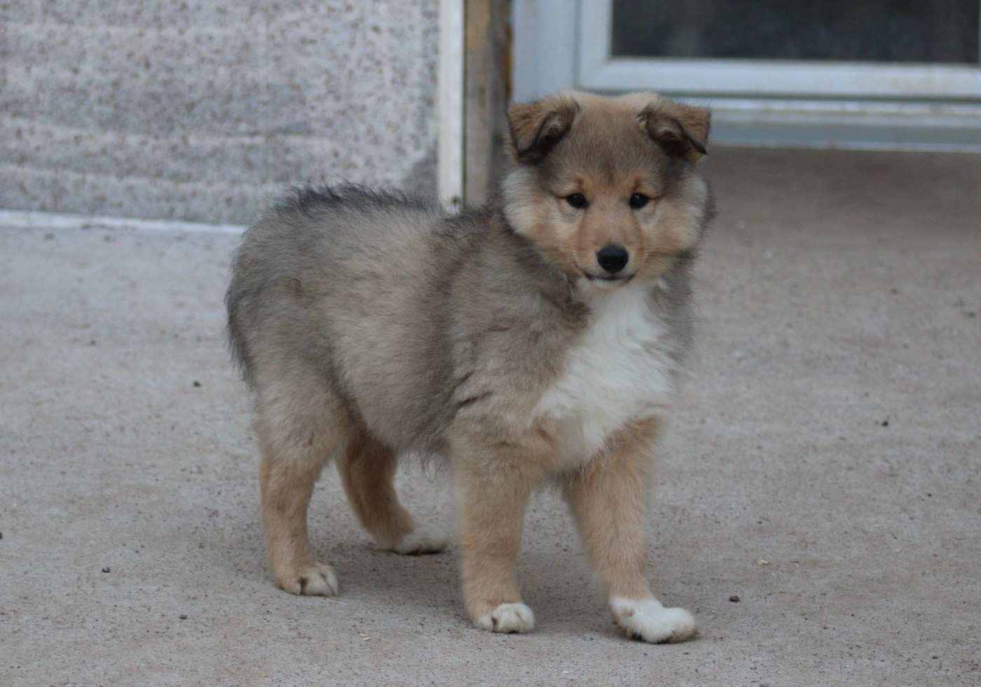 Of Manawan Island - Chiots disponibles - Shetland Sheepdog