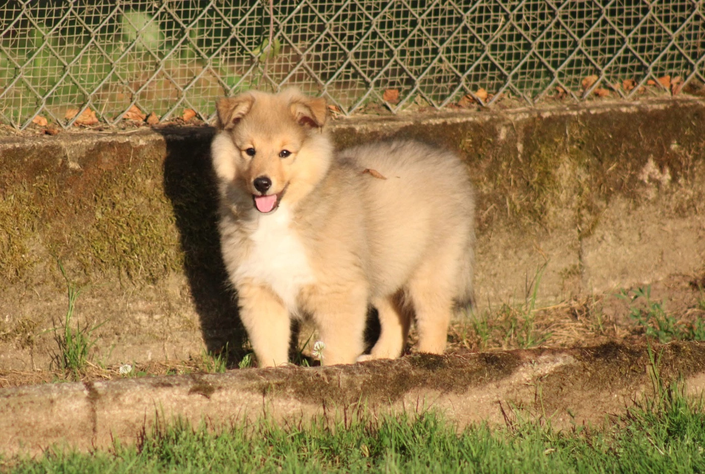 Of Manawan Island - Chiots disponibles - Shetland Sheepdog