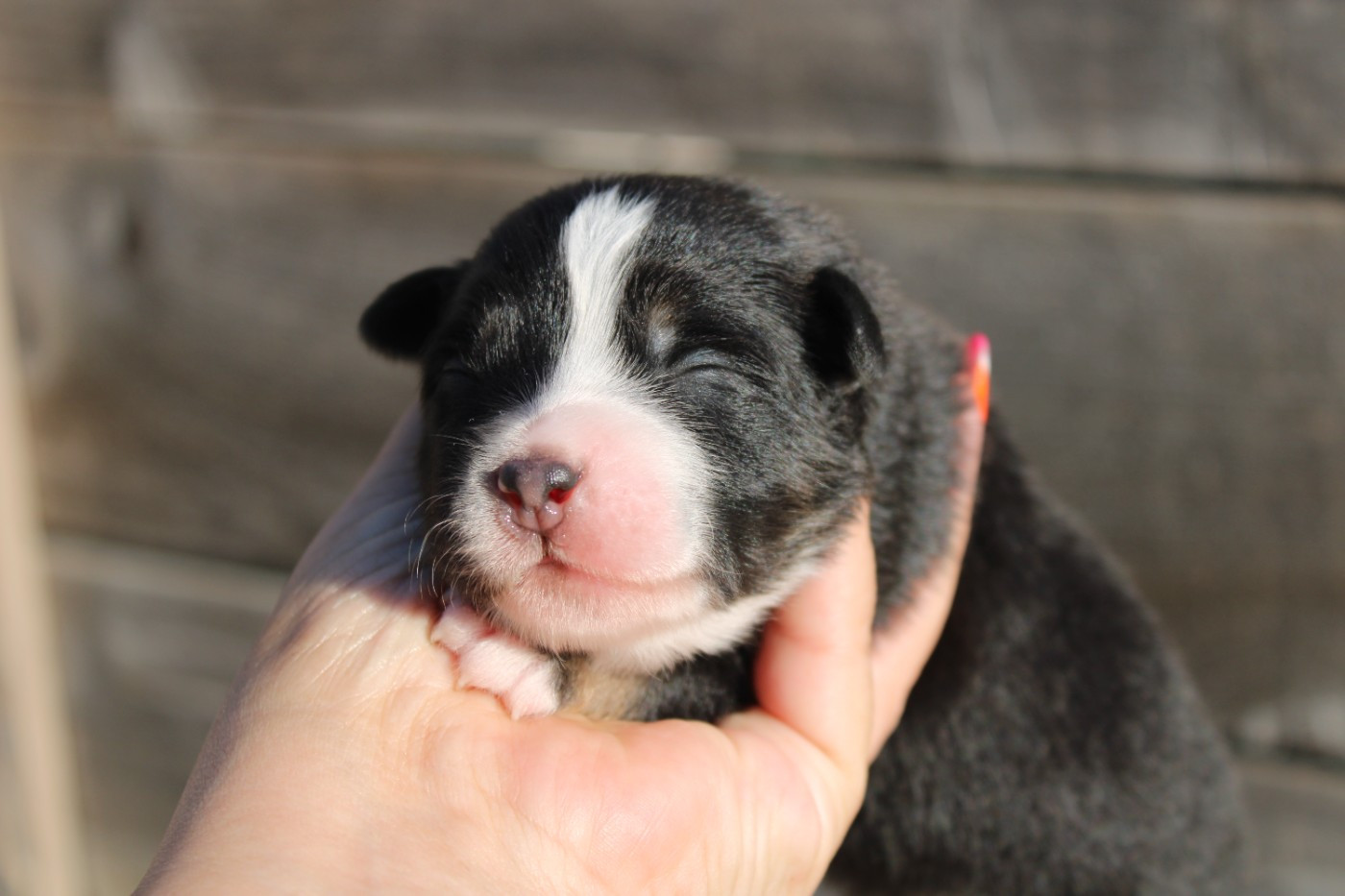 Of Manawan Island - Chiots disponibles - Berger Américain Miniature 