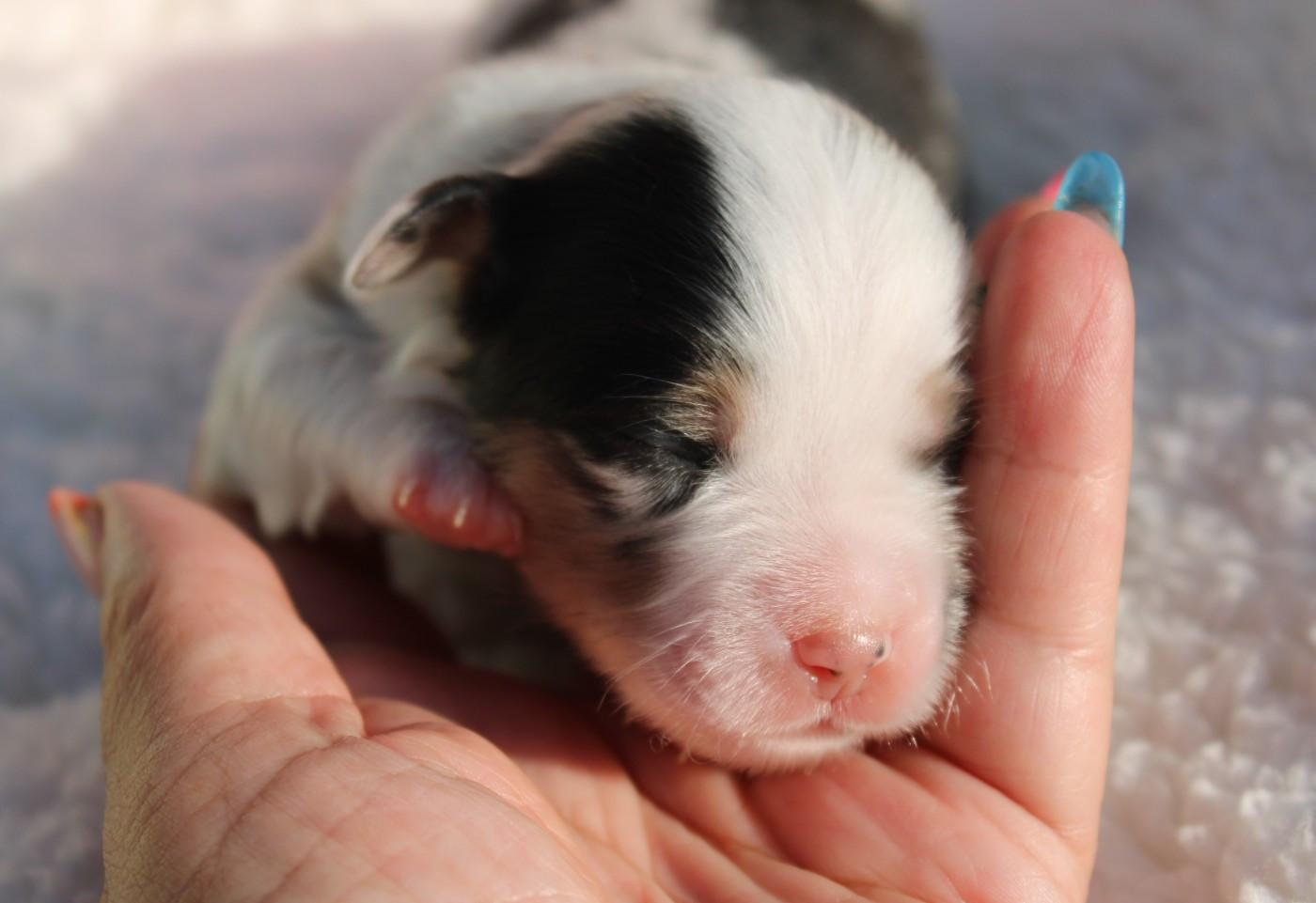 Of Manawan Island - Chiots disponibles - Berger Américain Miniature 