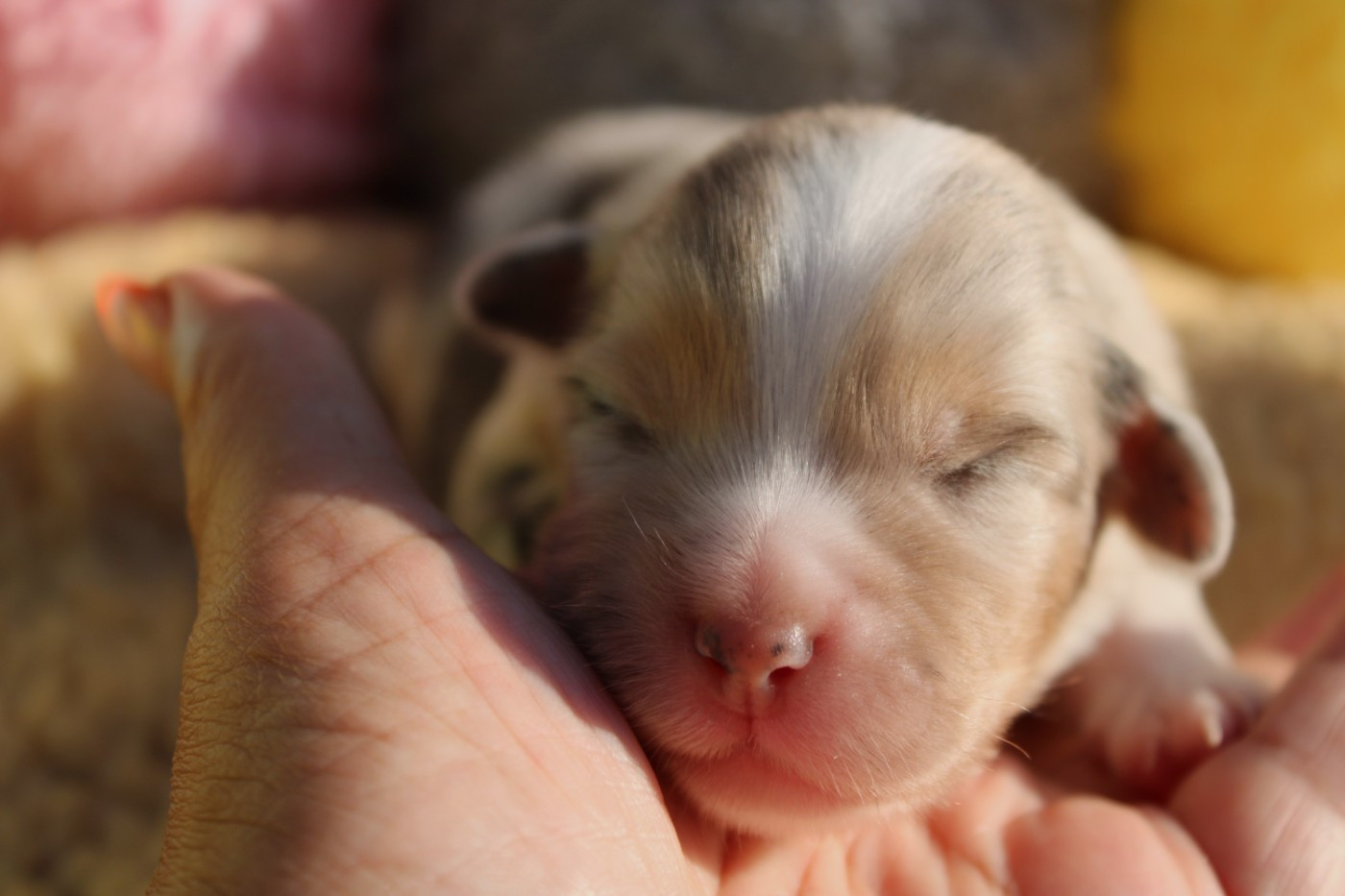 Of Manawan Island - Chiots disponibles - Berger Américain Miniature 