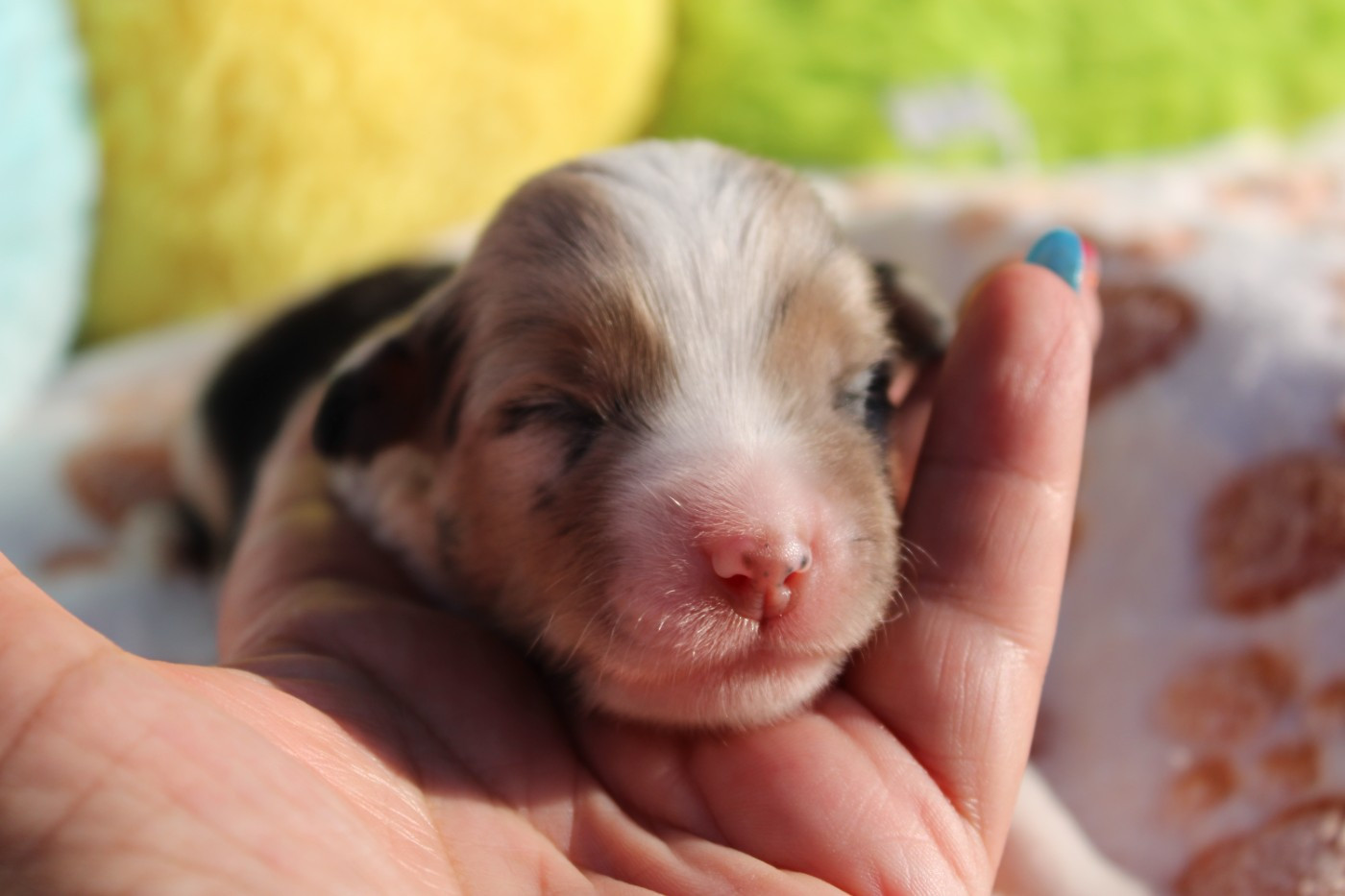 Of Manawan Island - Chiots disponibles - Berger Américain Miniature 