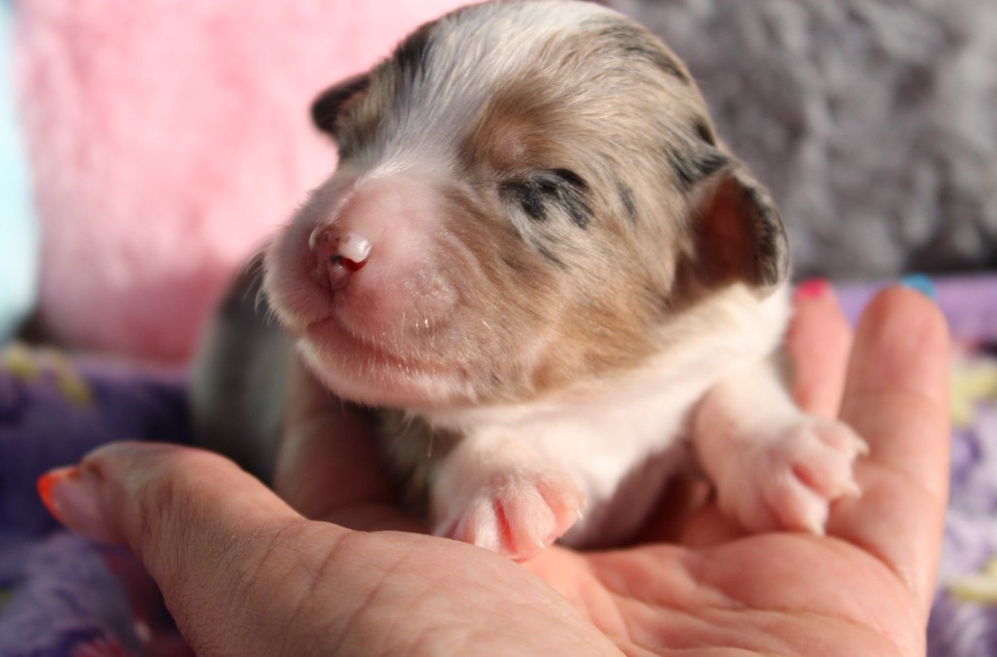 Of Manawan Island - Chiots disponibles - Berger Américain Miniature 