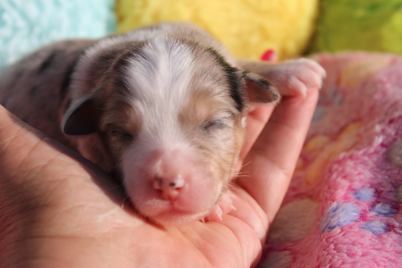 Of Manawan Island - Chiots disponibles - Berger Américain Miniature 