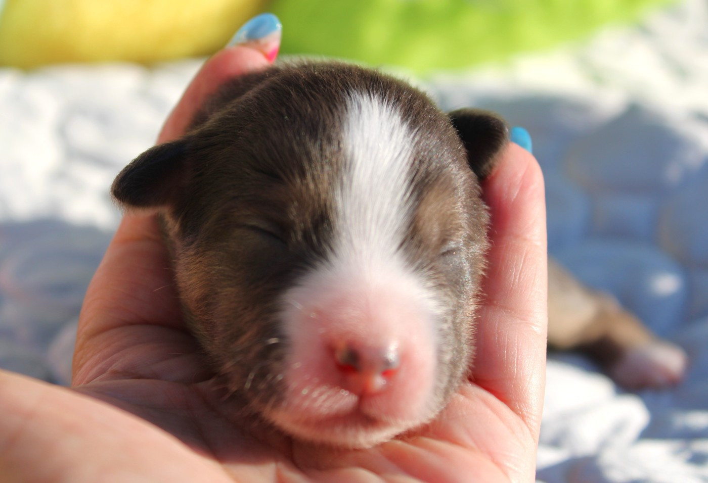 Of Manawan Island - Chiots disponibles - Berger Américain Miniature 