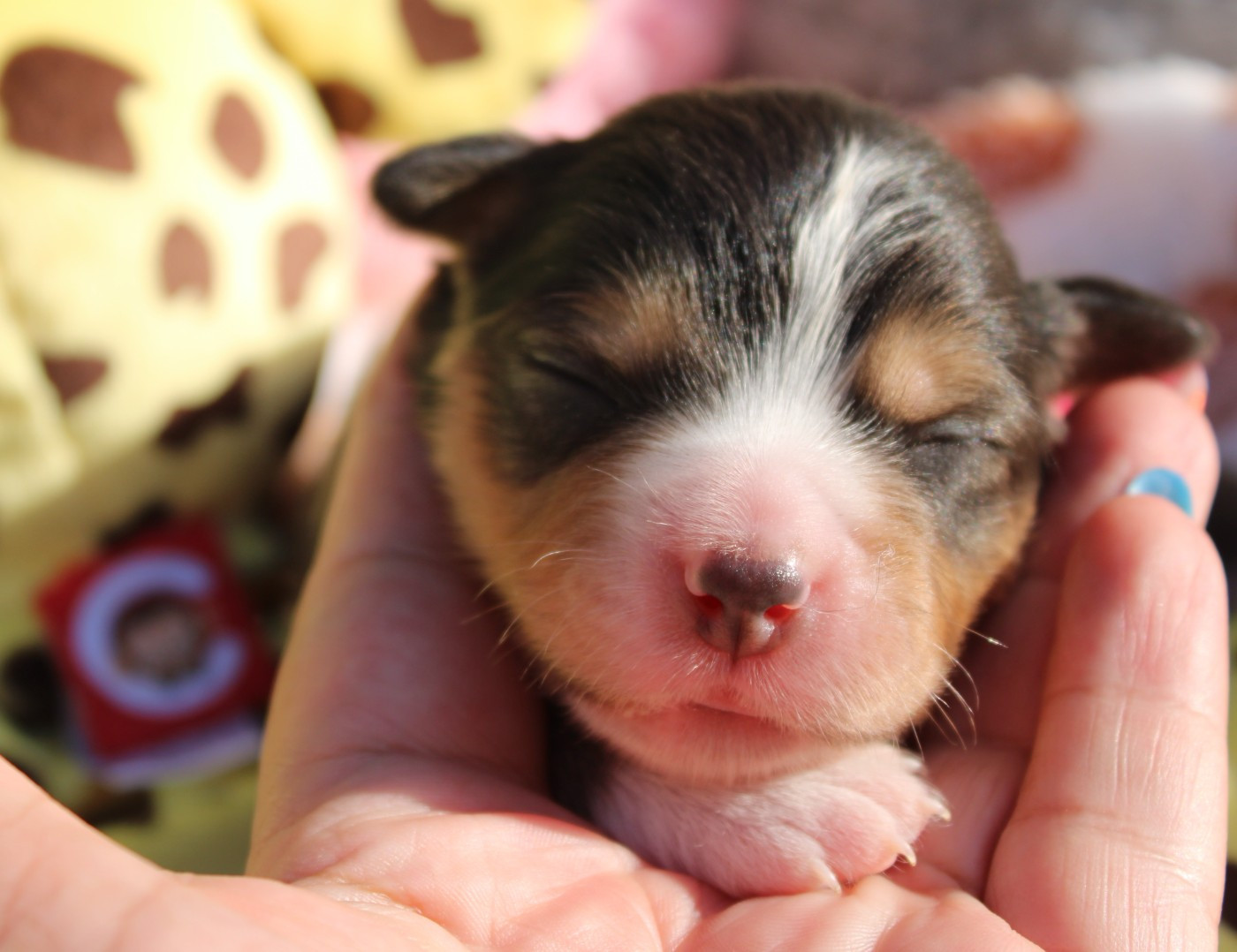 Of Manawan Island - Chiots disponibles - Berger Américain Miniature 