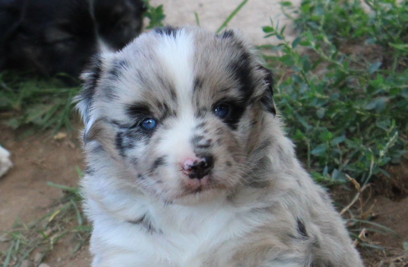 Of Manawan Island - Chiots disponibles - Berger Américain Miniature 
