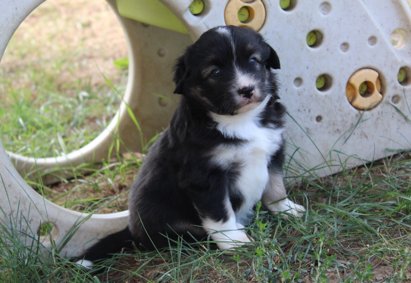 Of Manawan Island - Chiots disponibles - Berger Américain Miniature 