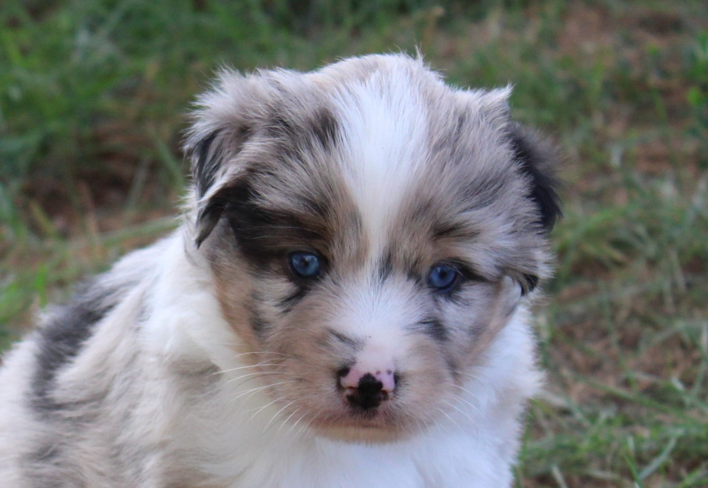 Of Manawan Island - Chiots disponibles - Berger Américain Miniature 