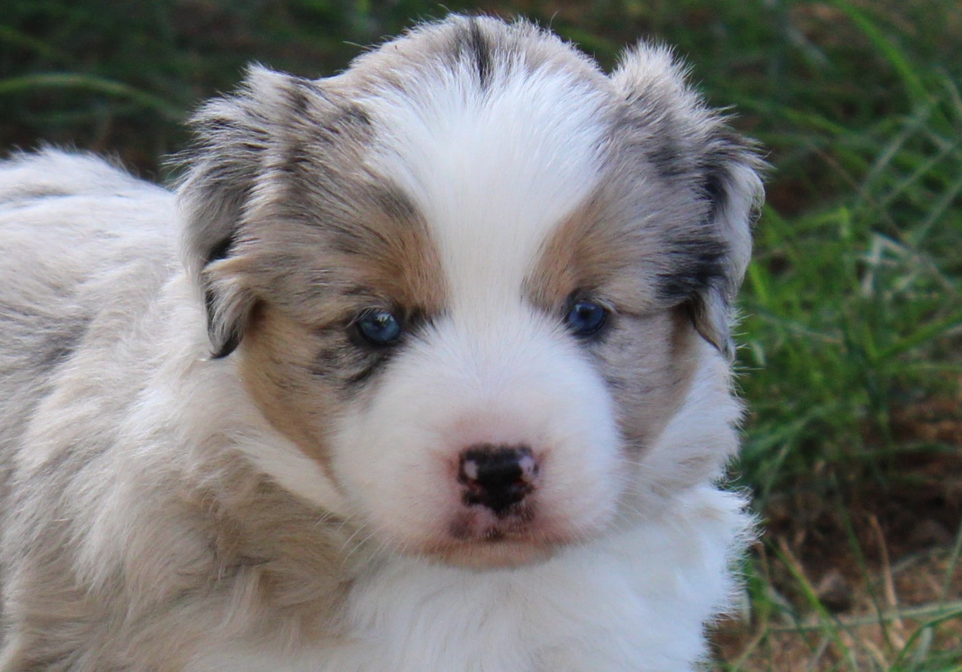 Of Manawan Island - Chiots disponibles - Berger Américain Miniature 