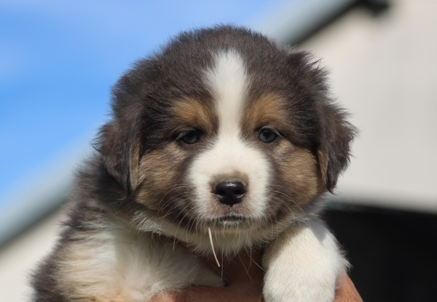Of Manawan Island - Chiots disponibles - Berger Américain Miniature 