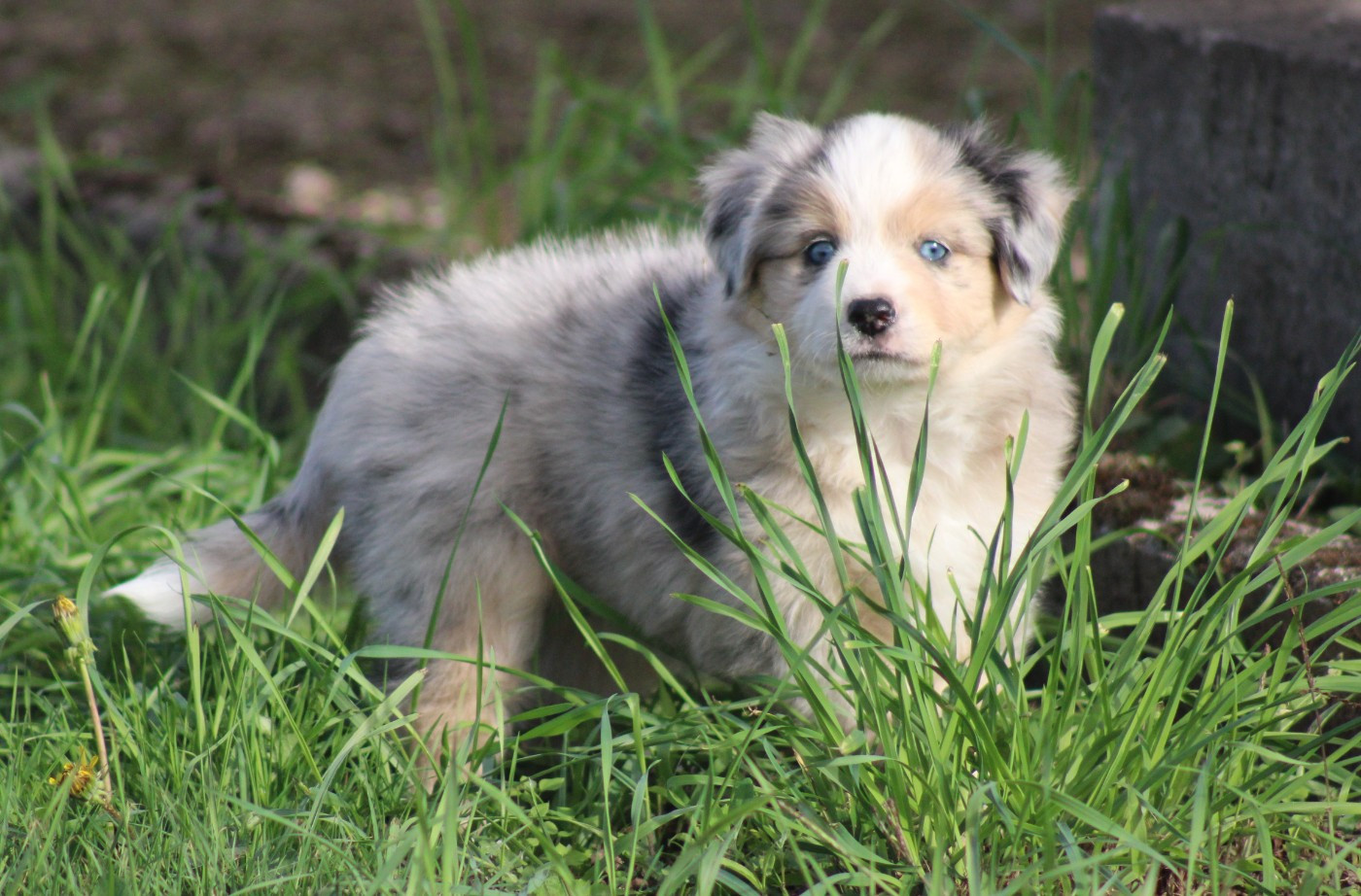 Of Manawan Island - Chiots disponibles - Berger Américain Miniature 