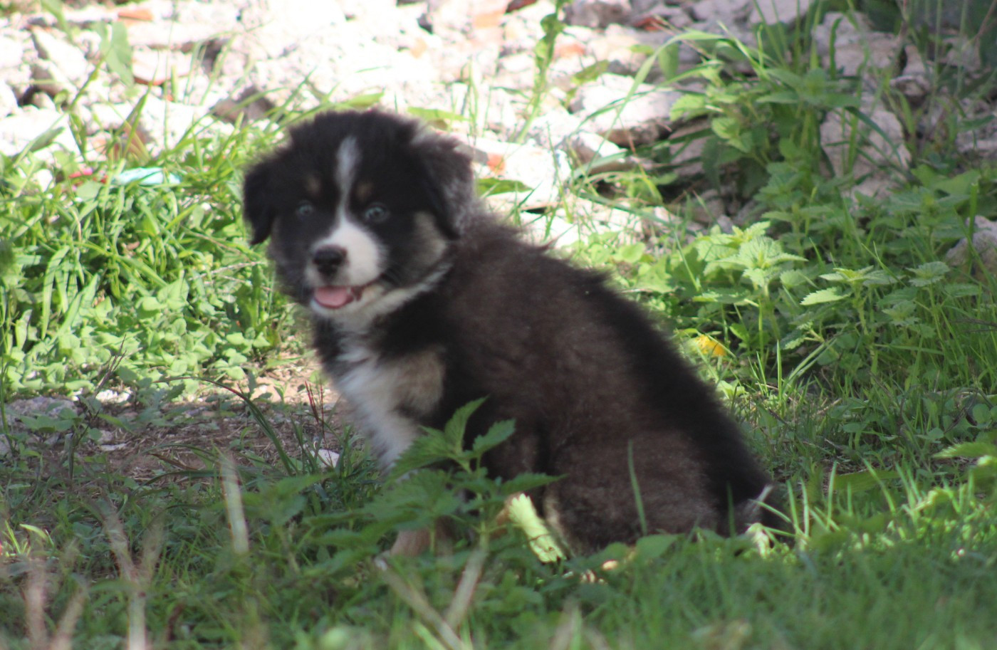 Of Manawan Island - Chiots disponibles - Berger Américain Miniature 