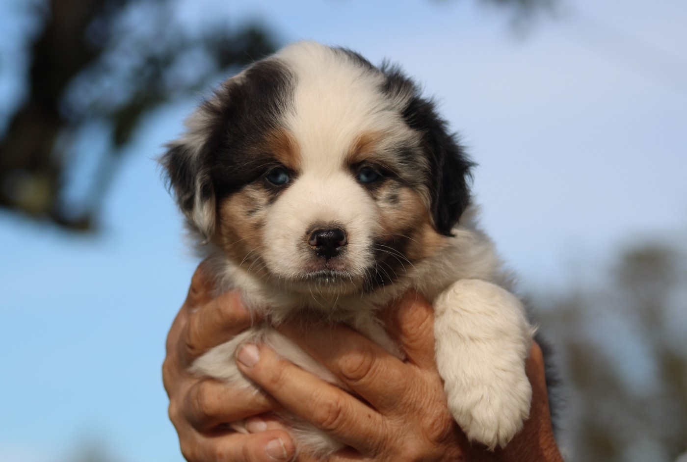 Of Manawan Island - Chiots disponibles - Berger Américain Miniature 