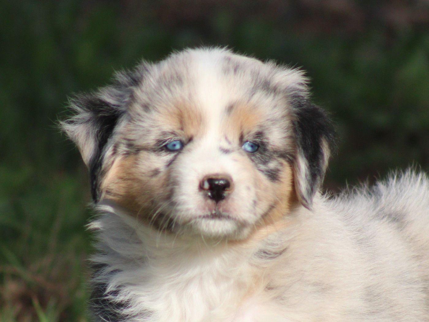 Of Manawan Island - Chiots disponibles - Berger Américain Miniature 