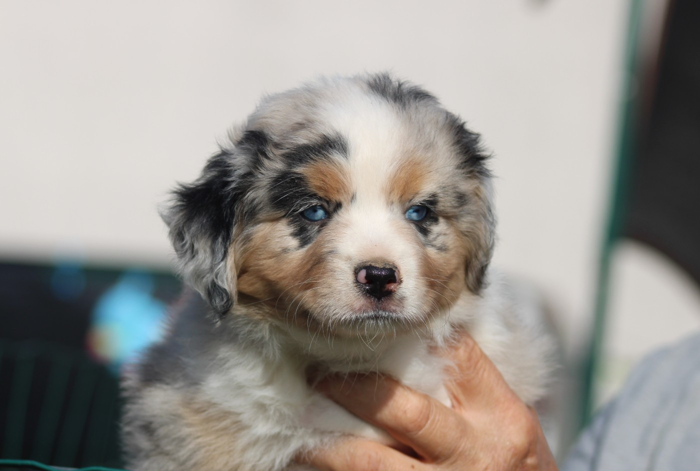 Of Manawan Island - Chiots disponibles - Berger Américain Miniature 