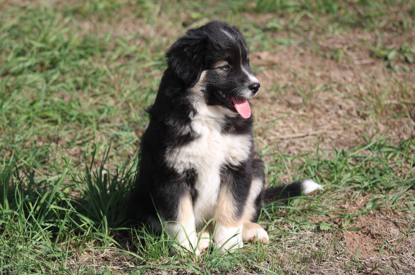 Of Manawan Island - Chiots disponibles - Berger Américain Miniature 