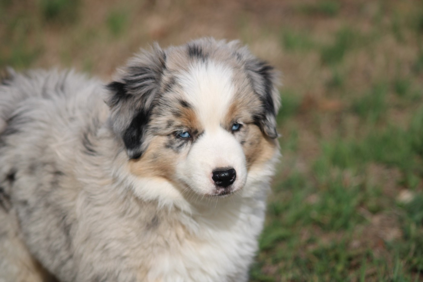 Of Manawan Island - Chiots disponibles - Berger Américain Miniature 