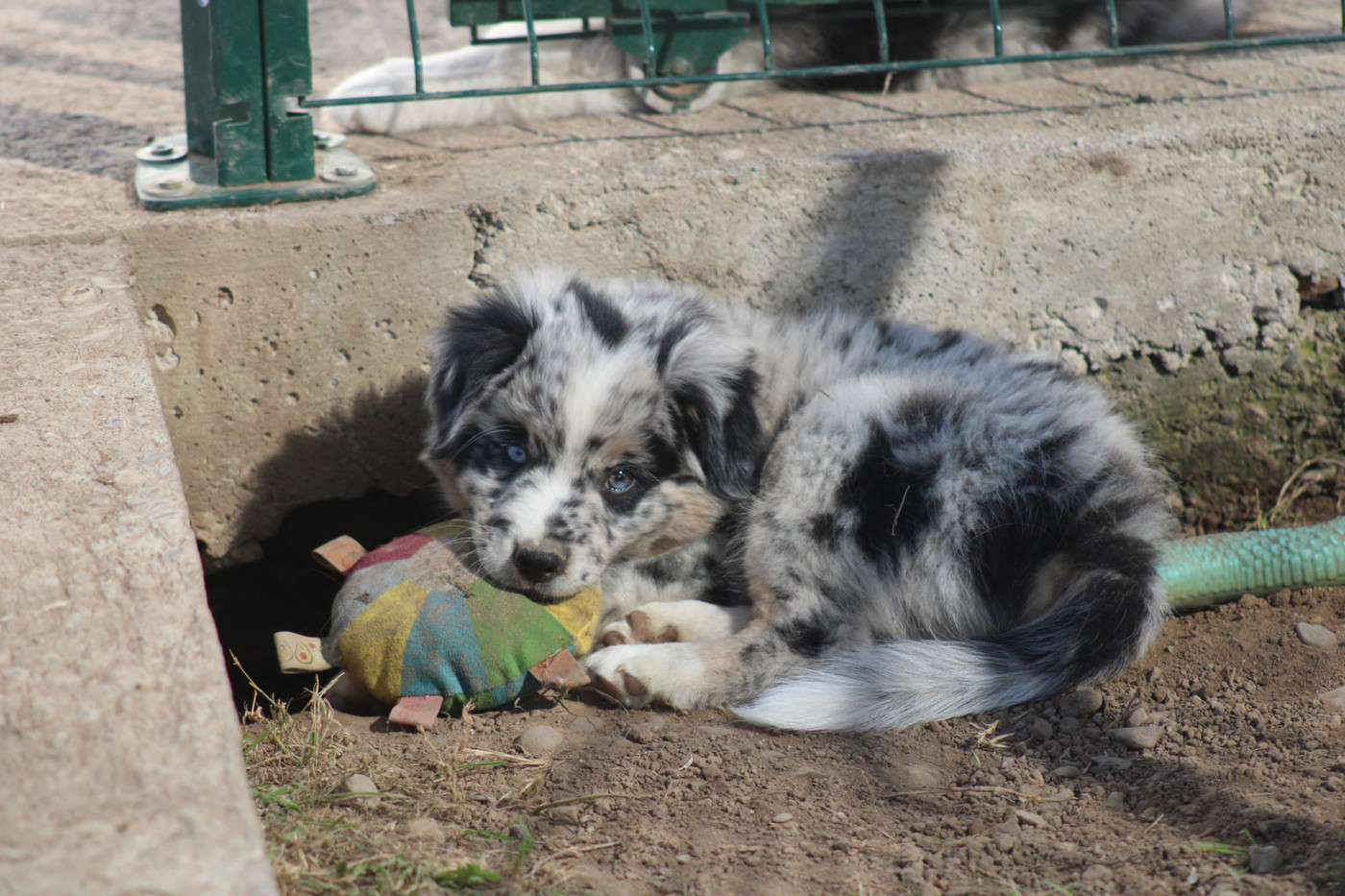 Of Manawan Island - Chiots disponibles - Berger Américain Miniature 