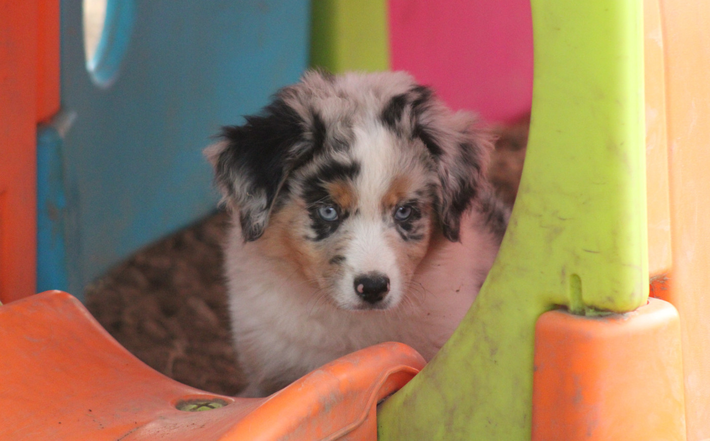 Of Manawan Island - Chiots disponibles - Berger Américain Miniature 