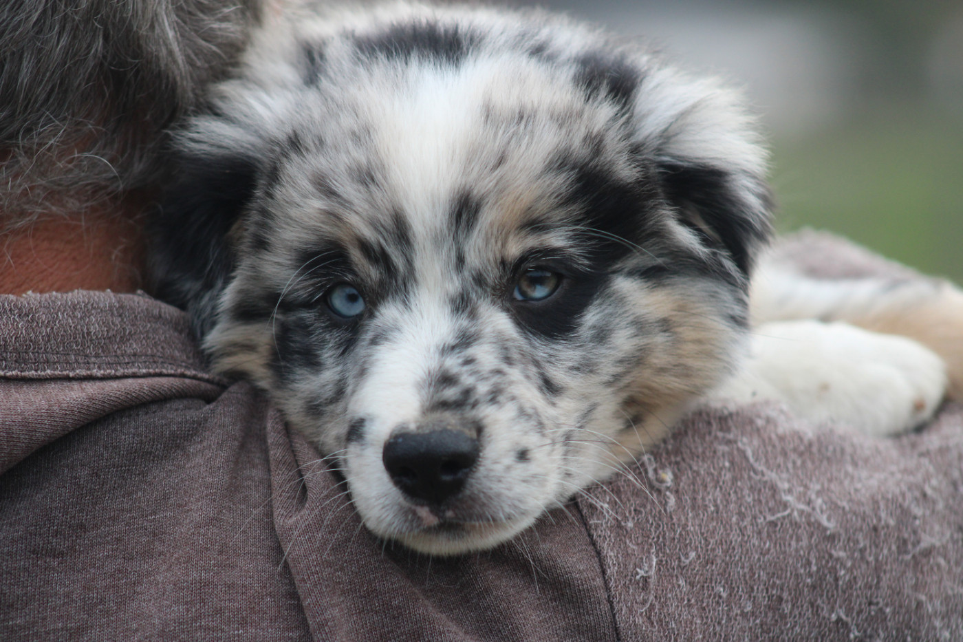 Of Manawan Island - Chiots disponibles - Berger Américain Miniature 