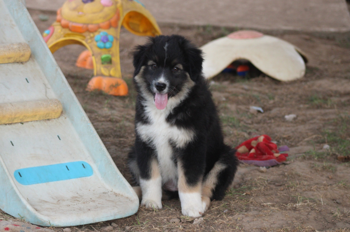 Of Manawan Island - Chiots disponibles - Berger Américain Miniature 
