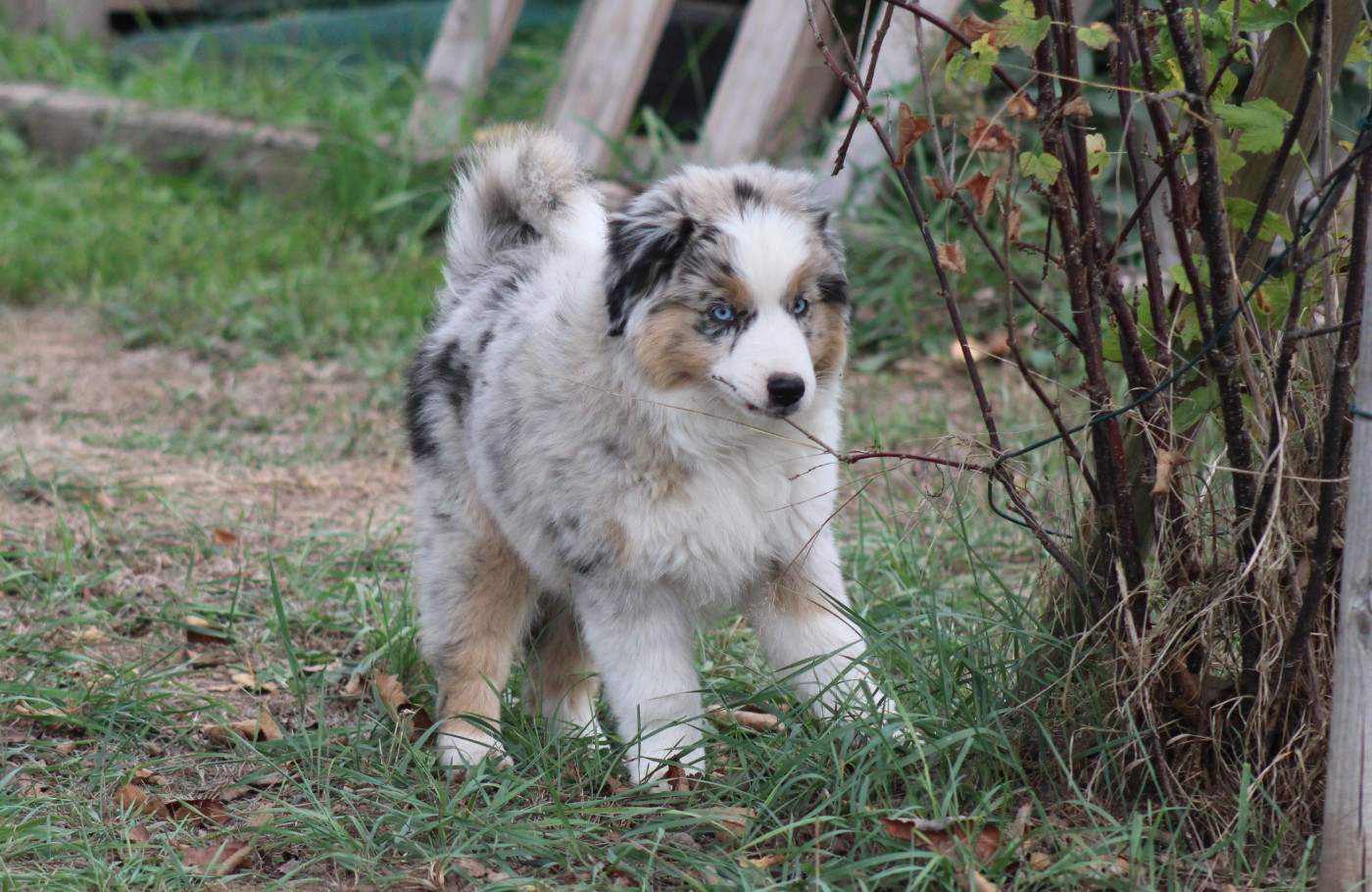 Of Manawan Island - Chiots disponibles - Berger Américain Miniature 