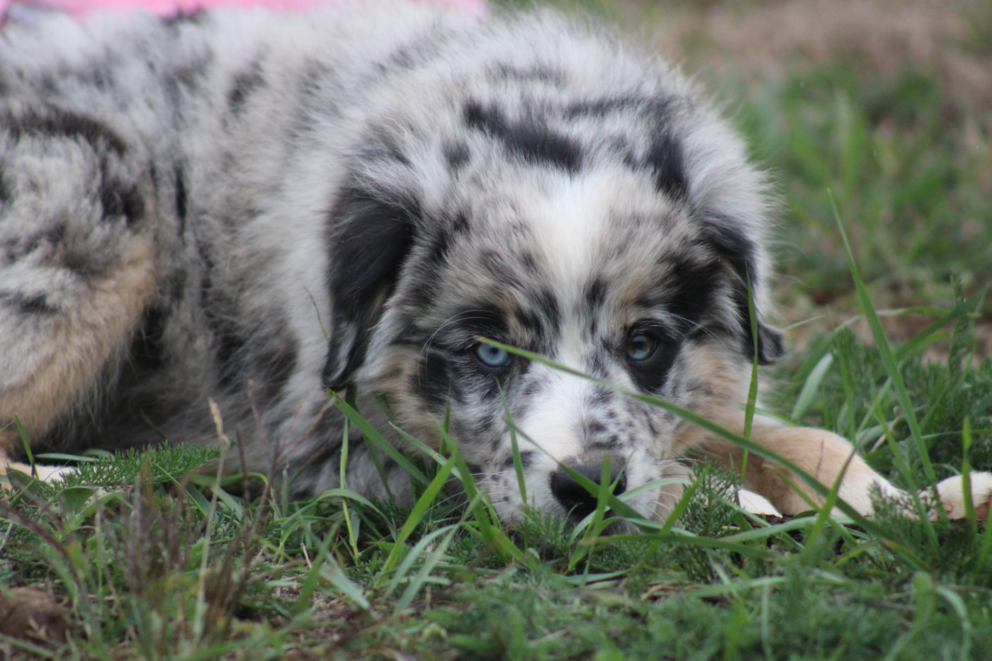 Of Manawan Island - Chiots disponibles - Berger Américain Miniature 