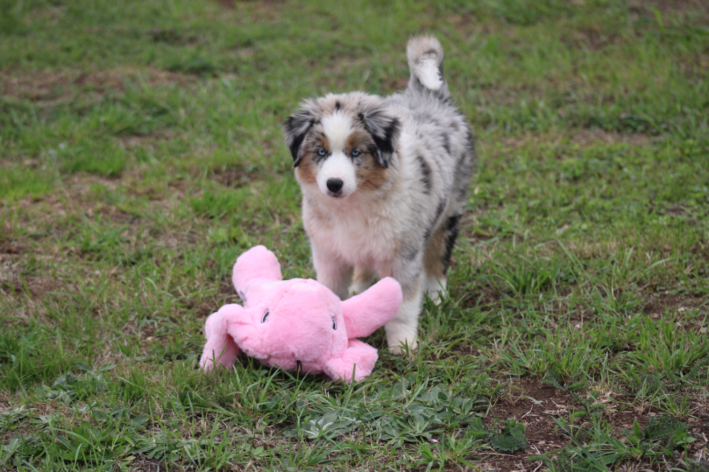 Of Manawan Island - Chiots disponibles - Berger Américain Miniature 