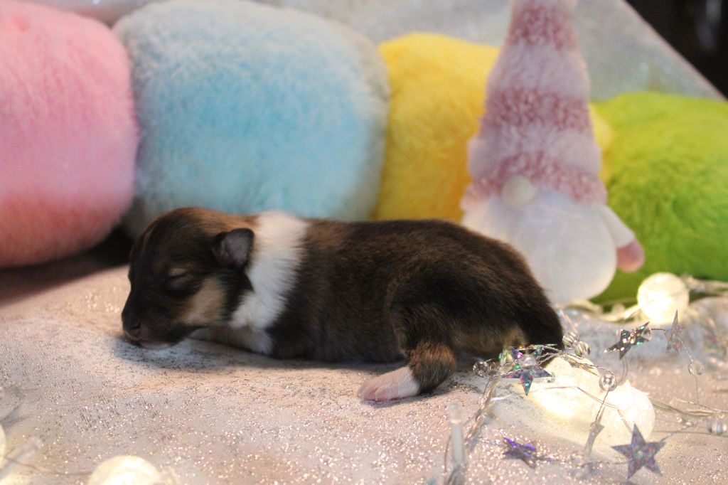 Of Manawan Island - Chiots disponibles - Shetland Sheepdog