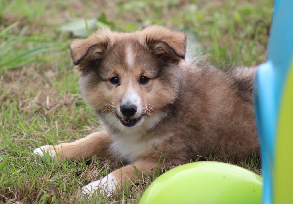 Of Manawan Island - Chiots disponibles - Shetland Sheepdog