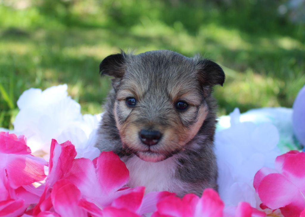 Of Manawan Island - Chiots disponibles - Shetland Sheepdog
