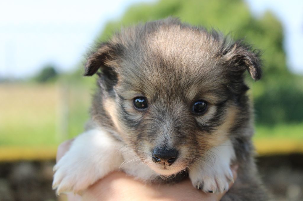 Of Manawan Island - Chiots disponibles - Shetland Sheepdog