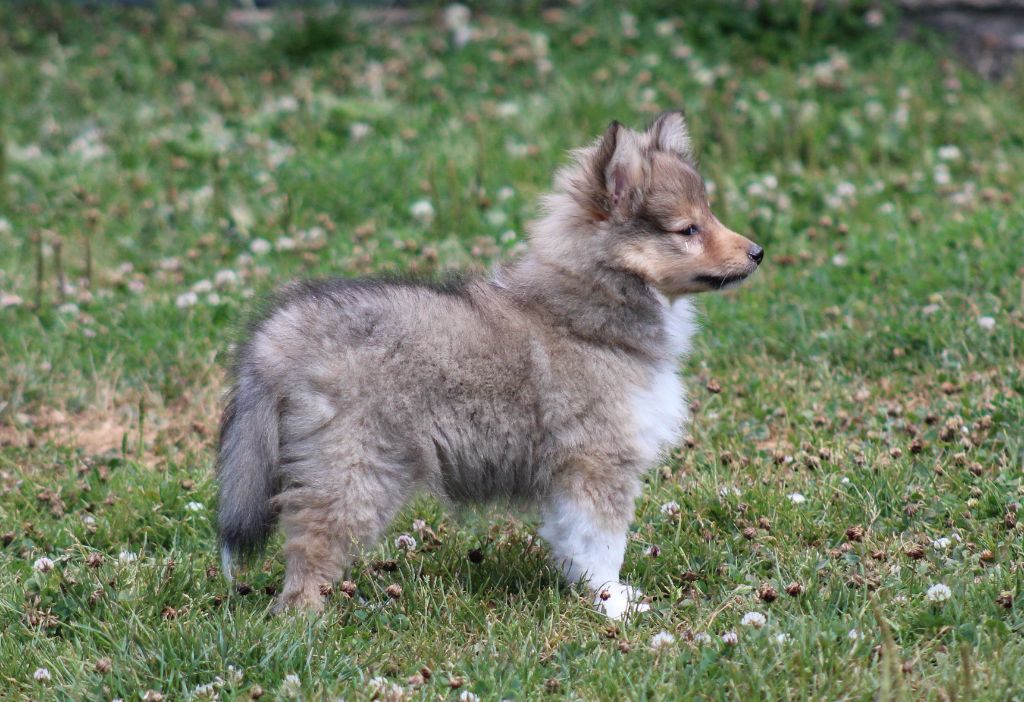 Of Manawan Island - Chiots disponibles - Shetland Sheepdog