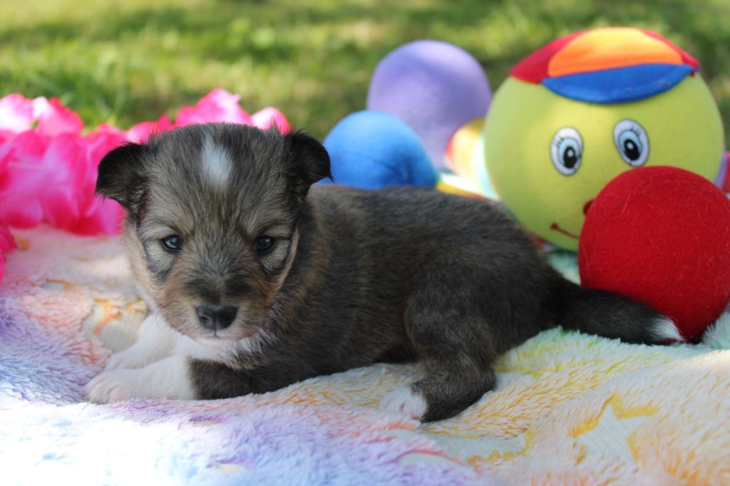 Of Manawan Island - Chiots disponibles - Shetland Sheepdog