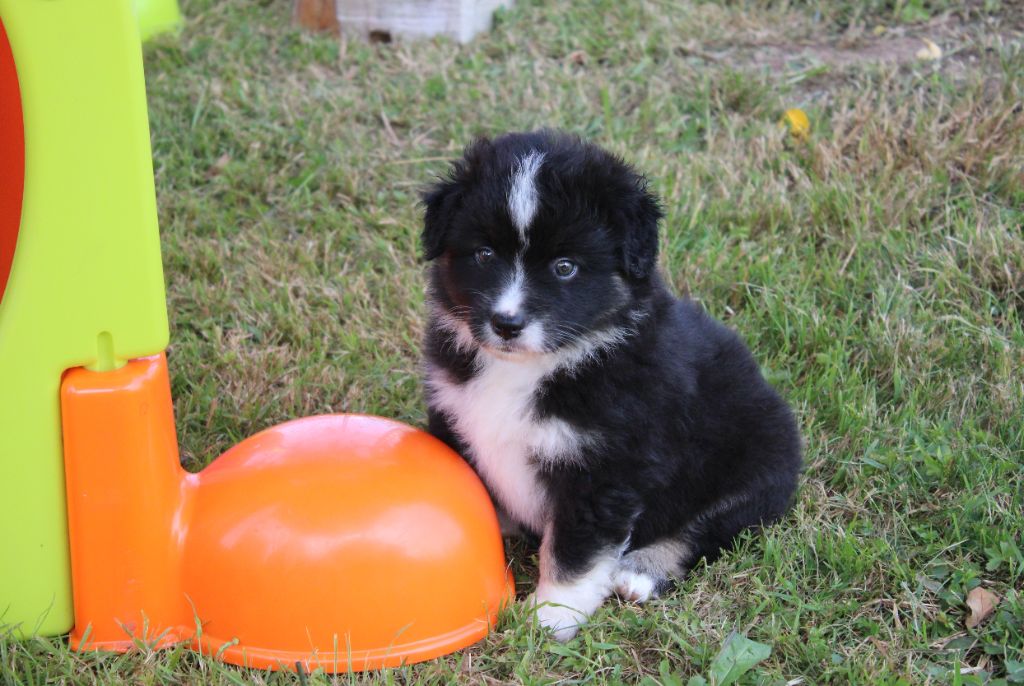 Of Manawan Island - Chiots disponibles - Berger Américain Miniature 